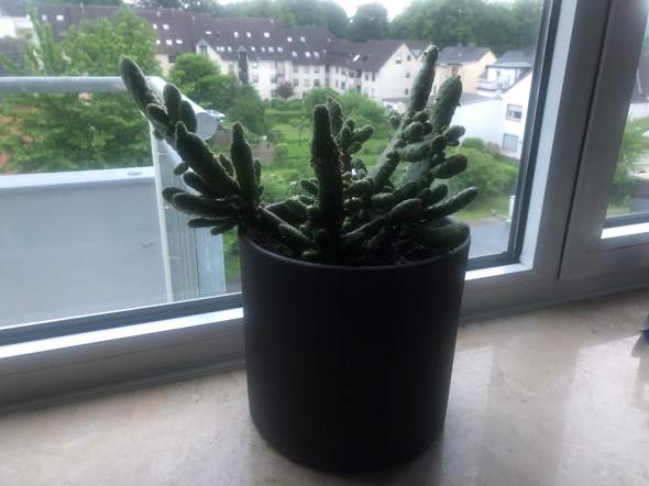 Mein Kaktuz wächst schief was kann ich dagegen ich tun?