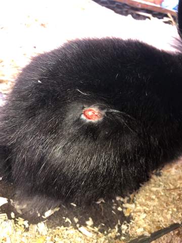 Mein Kaninchen Hat Eine Loch Wunde Was Los Krankheit Mein Kaninchen Hat Eine Loch Wunde Was Los Krankheit