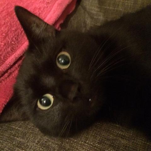 mein kater erbricht gelbe flussigkeit katze erbrechen gelb