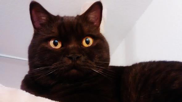 mein kater frisst gerne apfel tomaten kohlrabi chinakohl zucchini mais paprika ich denke es tut ihm gut was meint ihr katzen katzenfutter
