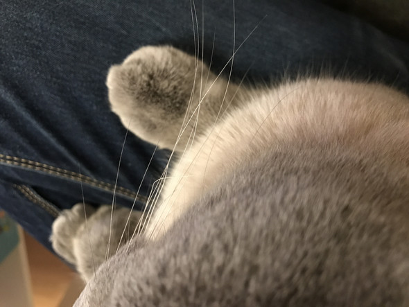 mein kater hat ein krummes schnurrhaar das wurde ich gern an der krummung abschneiden das es gerade nachwachst ein haar durfte ja in ordnung gehen ode katze schnurrhaare