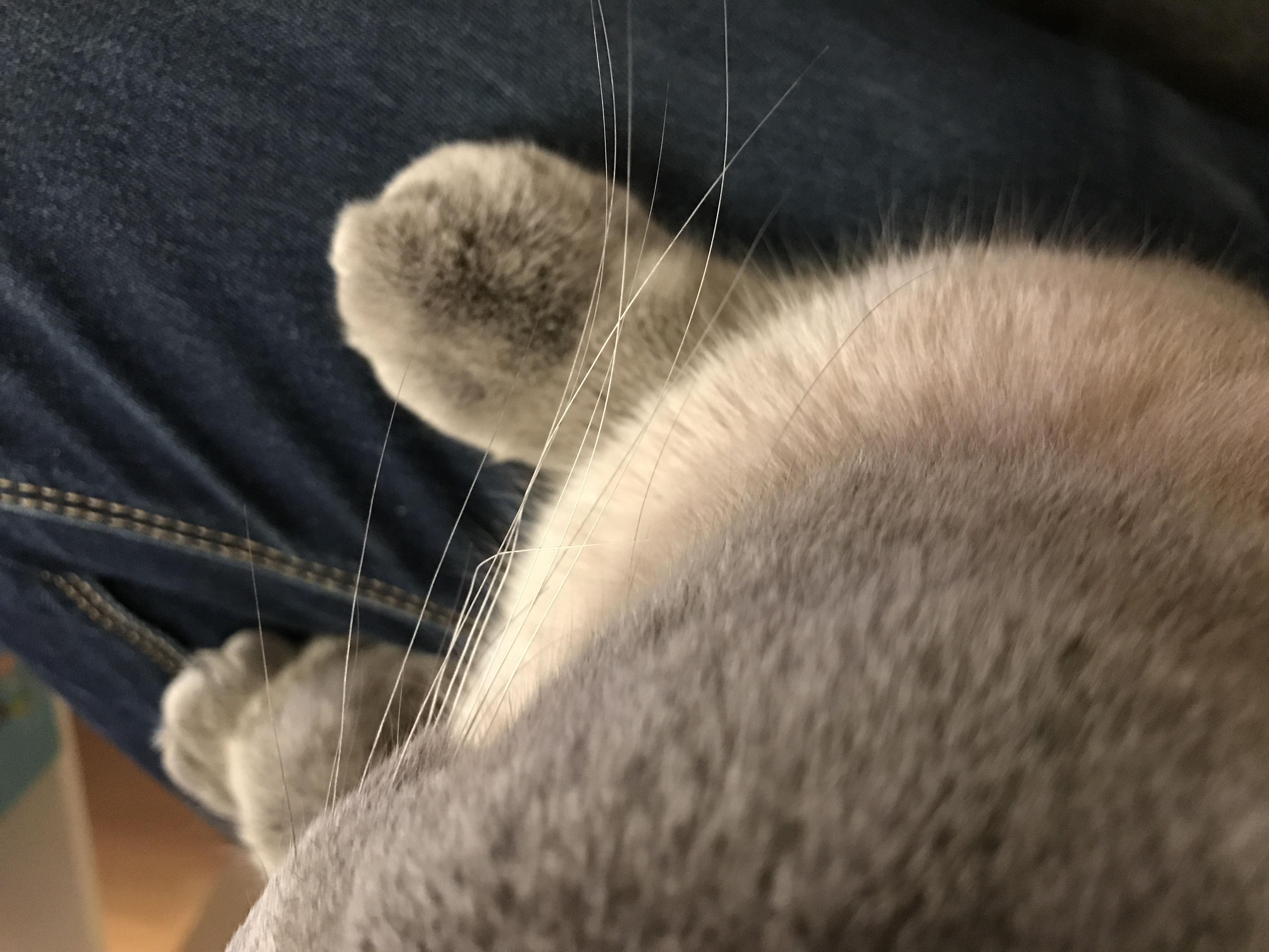 mein kater hat ein krummes schnurrhaar das wurde ich gern an der krummung abschneiden das es gerade nachwachst ein haar durfte ja in ordnung gehen ode katze schnurrhaare