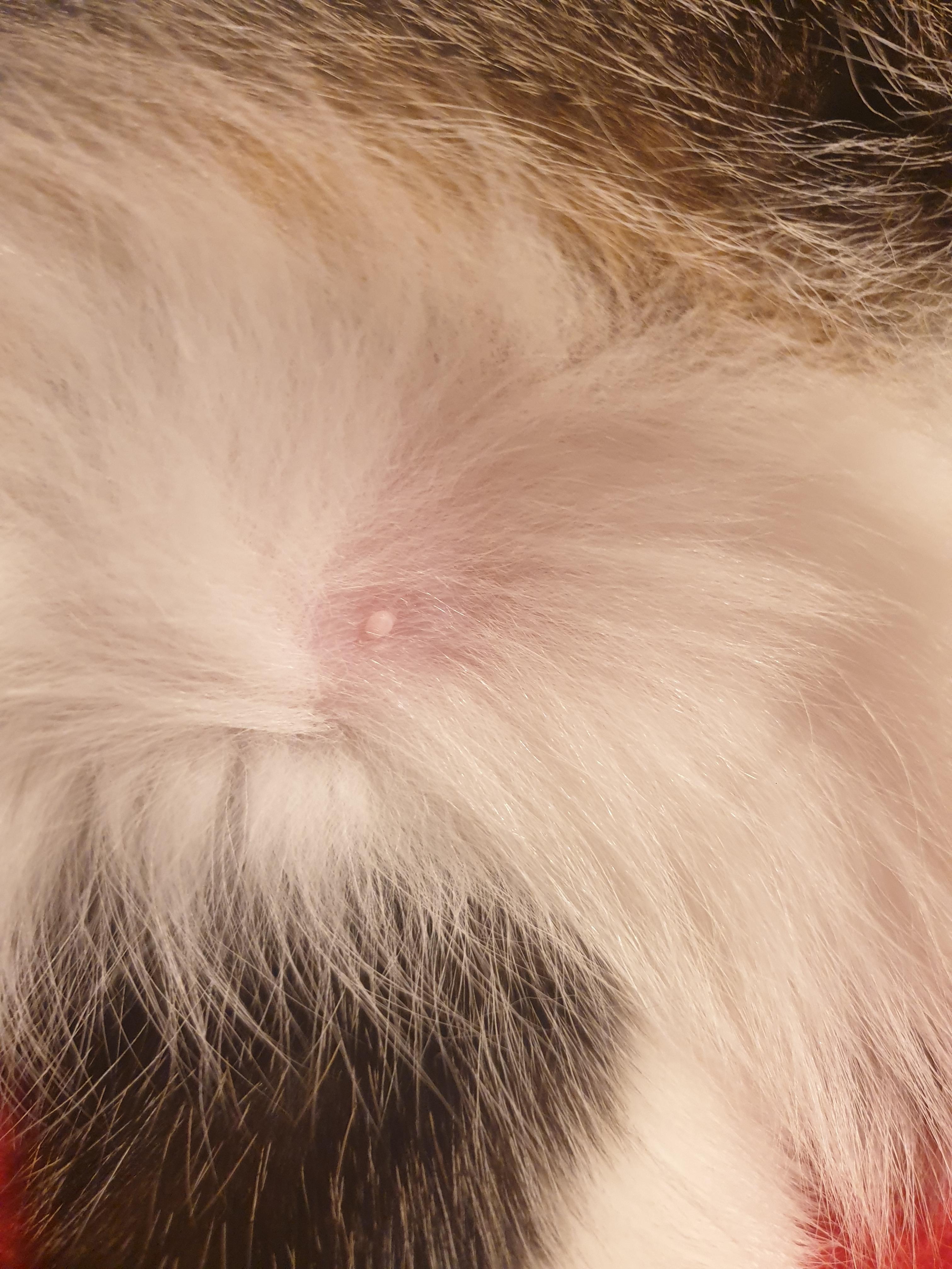 mein kater hat eine zitze tiere katze katzen