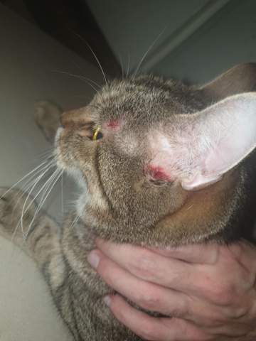 Mein Kater Hat Sich Blutig Gekratzt Bitte Um Hilfe Tiere Katze Haustiere Mein Kater Hat Sich Blutig Gekratzt Bitte Um Hilfe Tiere Katze Haustiere