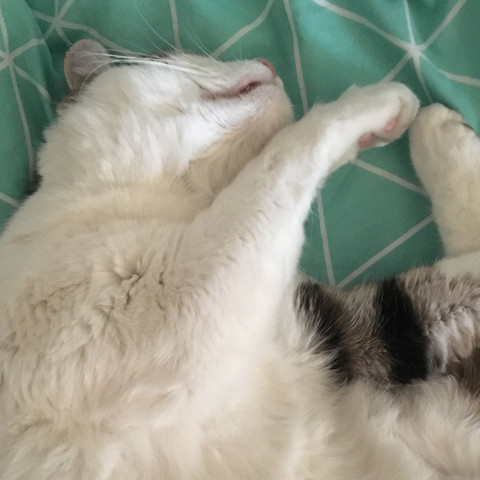 mein kater ist irgendwie komisch drauf katze katzen