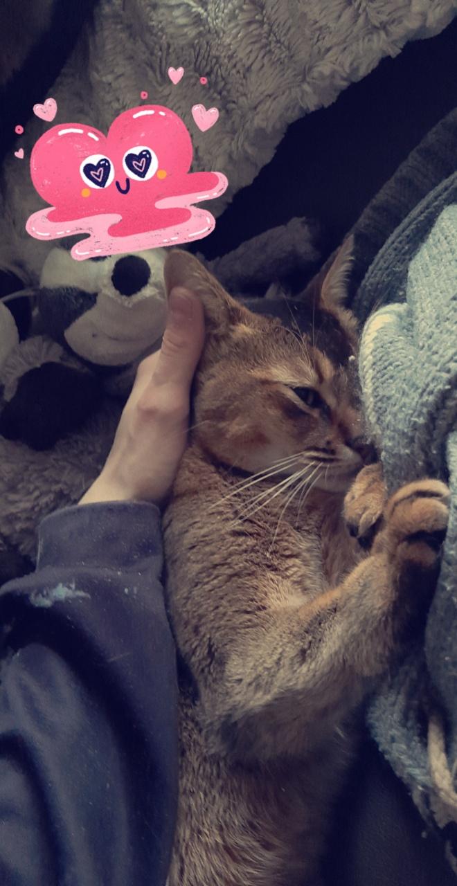 mein kater lasst mich nicht alleine aufs klo tiere katze haustiere