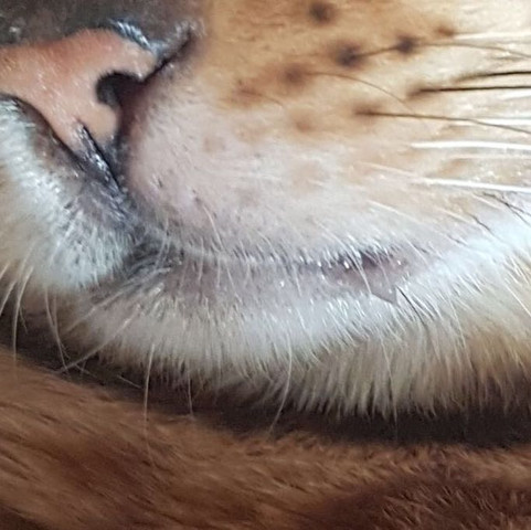 mein kater sabbert andauernd gesundheit und medizin gesundheit tiere