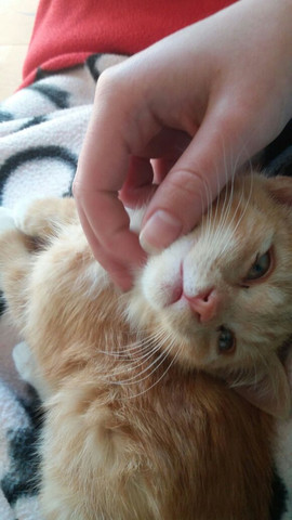 mein kater traut sich nicht ins katzenklo kann ich ihm das irgendwie angewohnen tiere katze