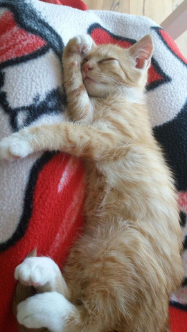 mein kater traut sich nicht ins katzenklo kann ich ihm das irgendwie angewohnen tiere katze