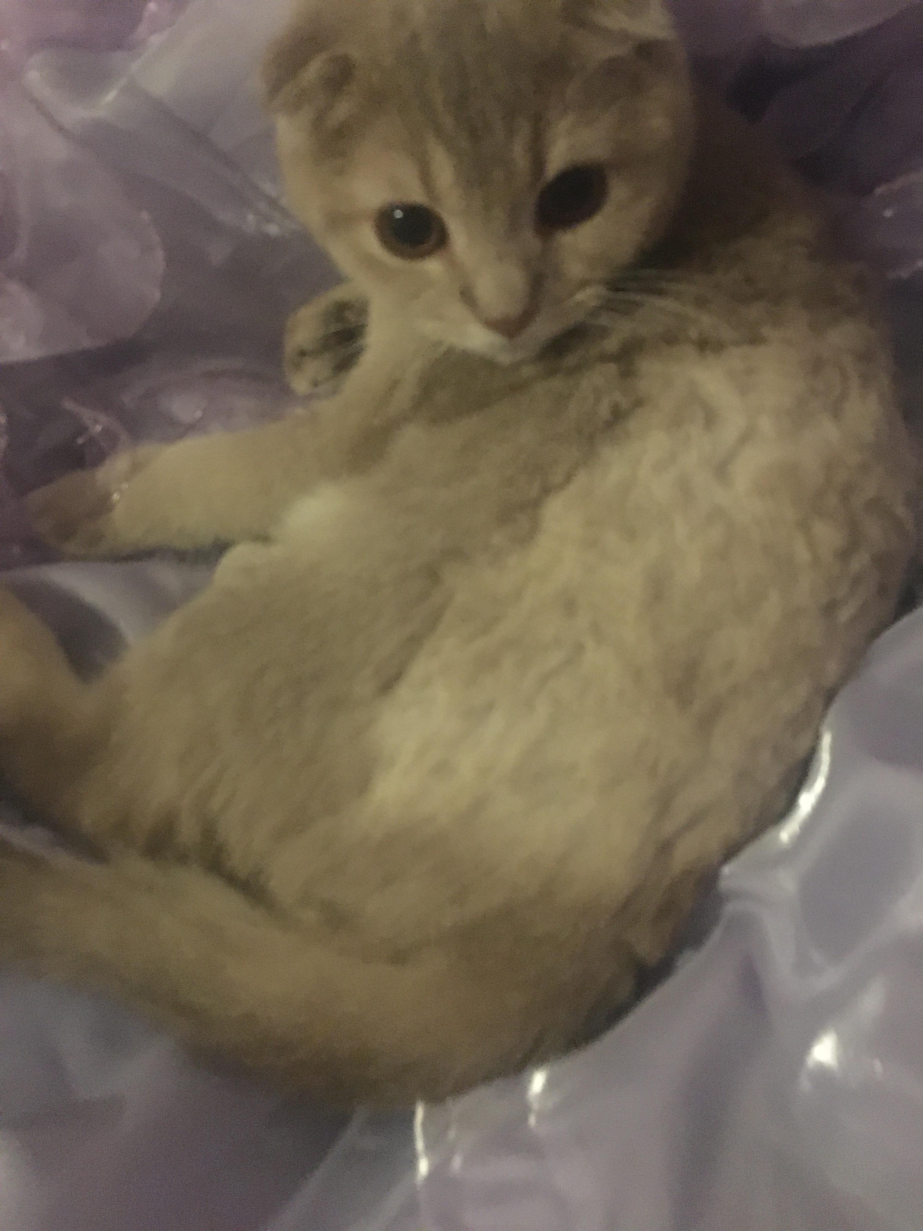 mein kater wurde rasiert tiere katze