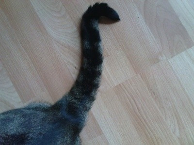 mein katze hat einen gebogenen schwanz ist er verletzt tierschutz