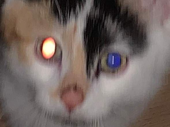 Mein Kitten Hat Bei Lichteinfall Ein Rotes Und Ein Blaues Auge Gesundheit Und Medizin Augen Katze