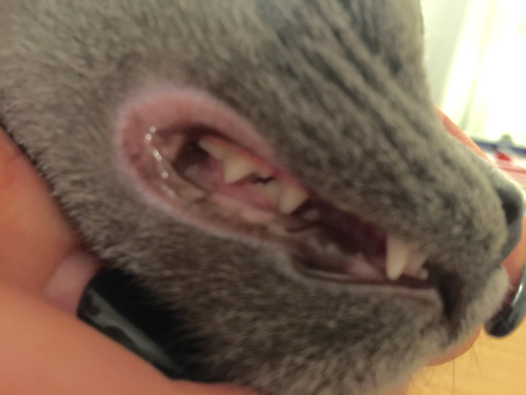 Mein Kitten Hat Gerotetes Zahnfleisch Sollte Ich Unbedingt Zum