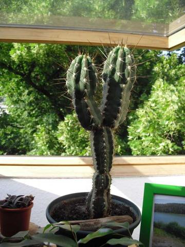 Kaktus - (Pflanzen, Garten, Botanik)