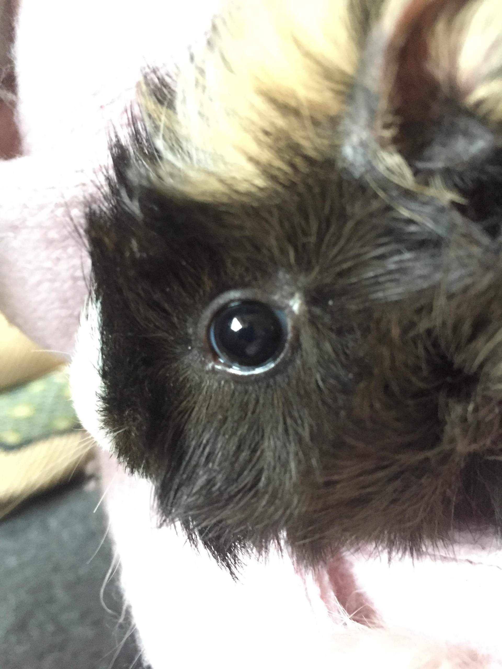 Mein Kleines Meerschweinchen Baby hat was am Auge?