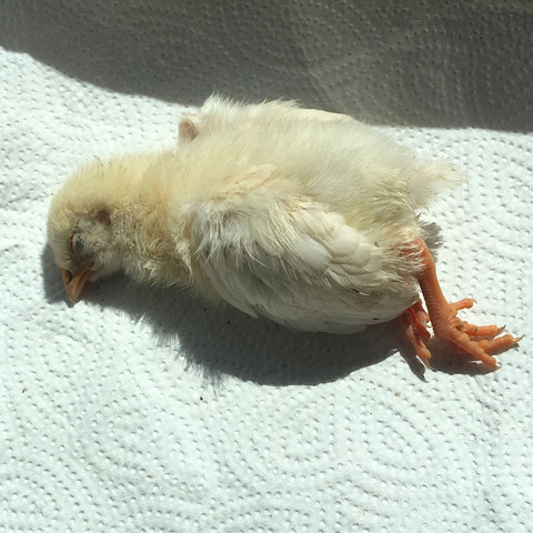 Was sind milben Was sind milben