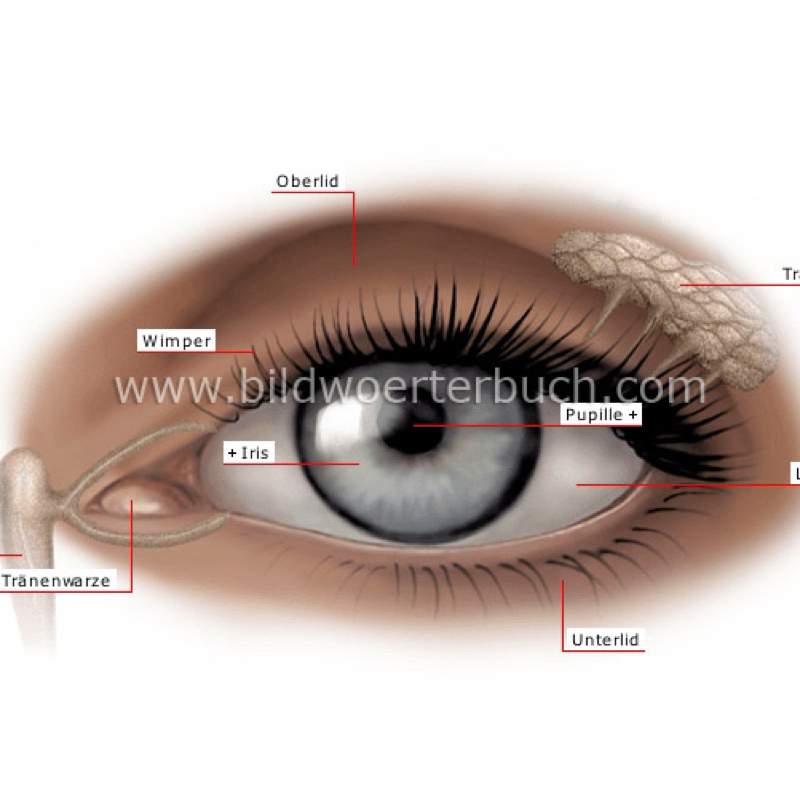 Mein Auge Tut Weh Wenn Ich Es Bewege
