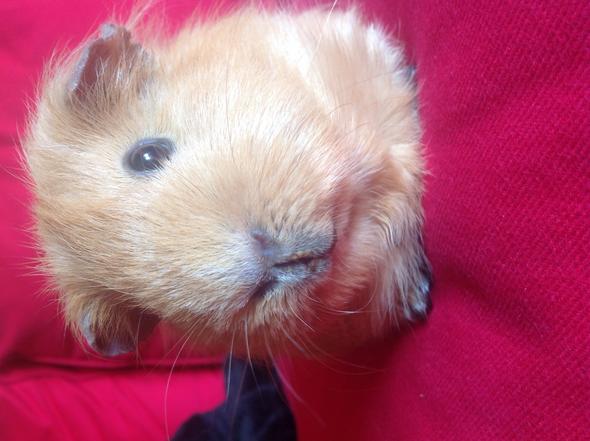 Mein Meerschweinchen Blutet An Der Lippe
