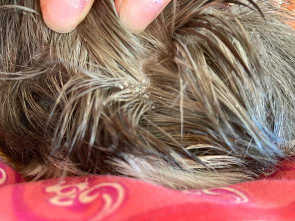 Mein Meerschweinchen hat blutkrusten. Woher kommt das?