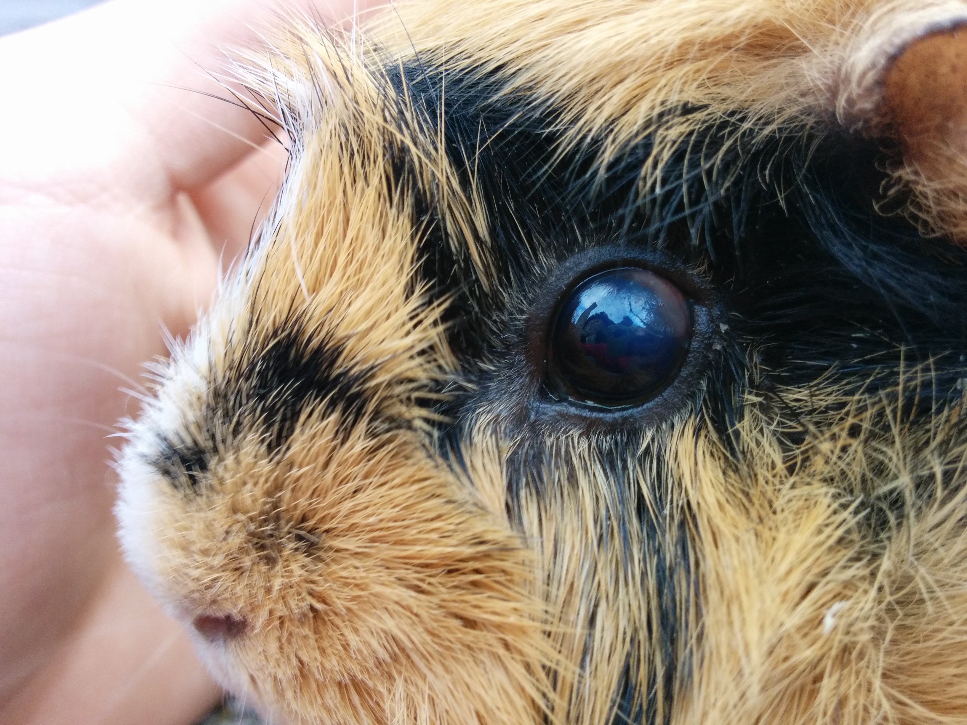 Mein Meerschweinchen hat was am Auge...Bitte um Hilfe? (Tiere, Krankheit, Augen)