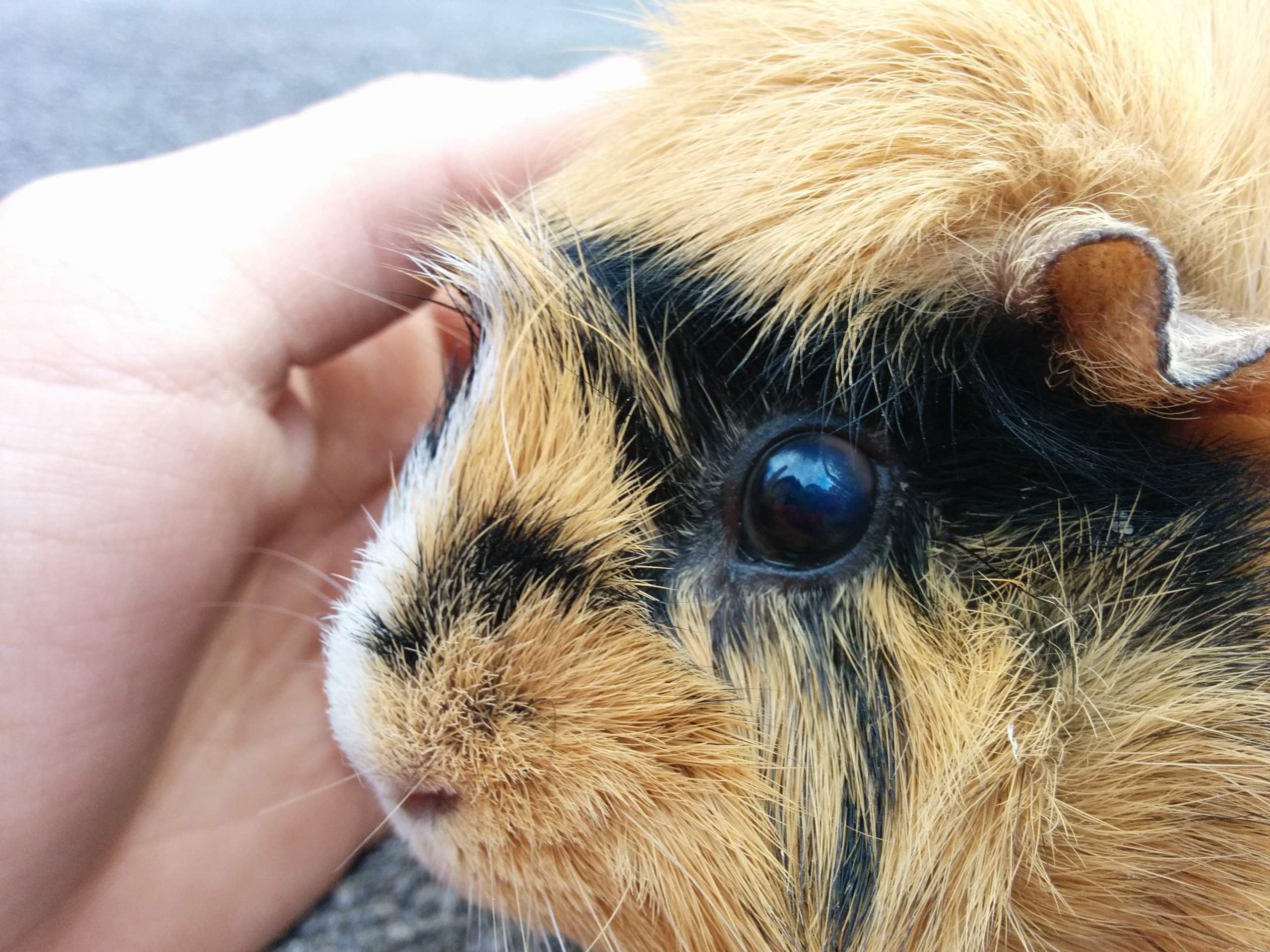 mein-meerschweinchen-hat-was-am-auge-bitte-um-hilfe-tiere