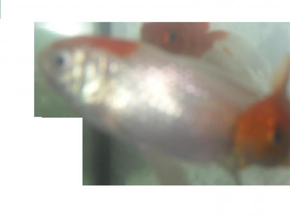 Mein Neuer Goldfisch Jagt Meinen Alteren Goldfisch S Fische Goldfische