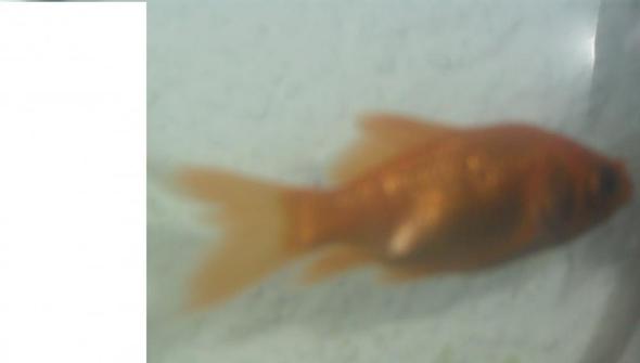 Mein Neuer Goldfisch Jagt Meinen Alteren Goldfisch S Fische Goldfische