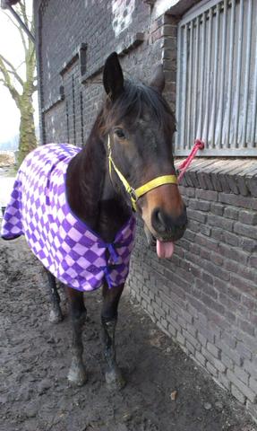 Das ist die süsse *-* - (Pferde, Reiten)