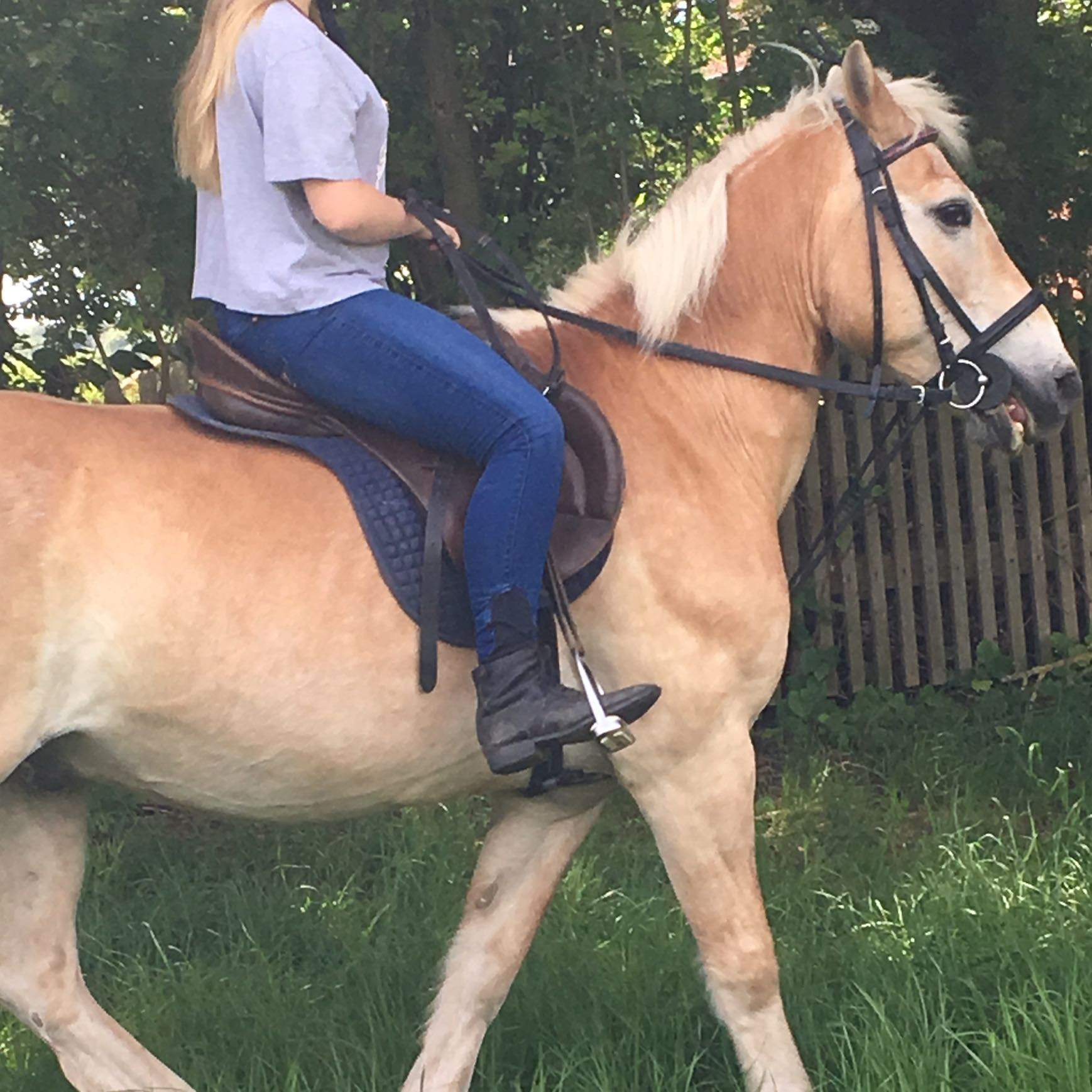 Pferd Reißt Kopf Hoch Beim Zügel Aufnehmen - information online
