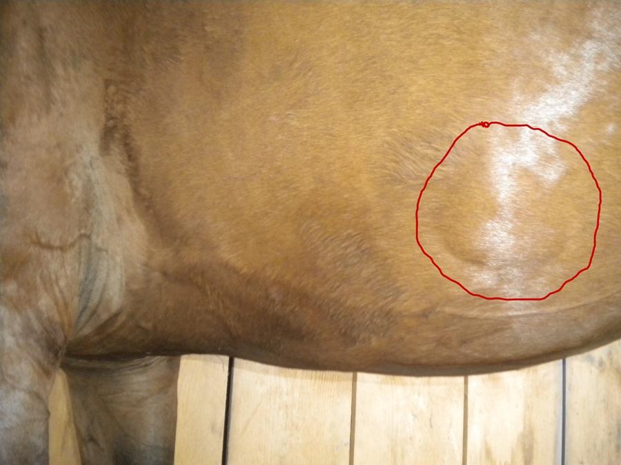 mein pferd hat eine beule am bauch (siehe foto) (Krankheit, Pferde