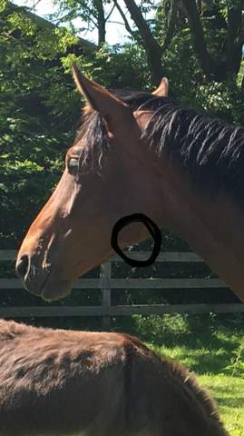 Mein Pferd Hat Eine Beule Uber Der Kehlkopfgrube Was Kann Das Sein Pferde Pferdekrankheiten Pferdegesundheit