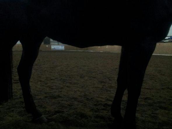 Mein Pferd hat Beule direkt unter Bauch. Was könnte das sein? (Medizin, Krankheit, Pferde)