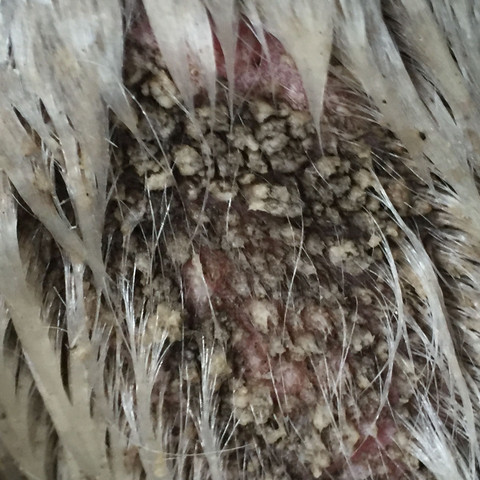 Wirksames mittel gegen ameisen Wirksames mittel gegen ameisen