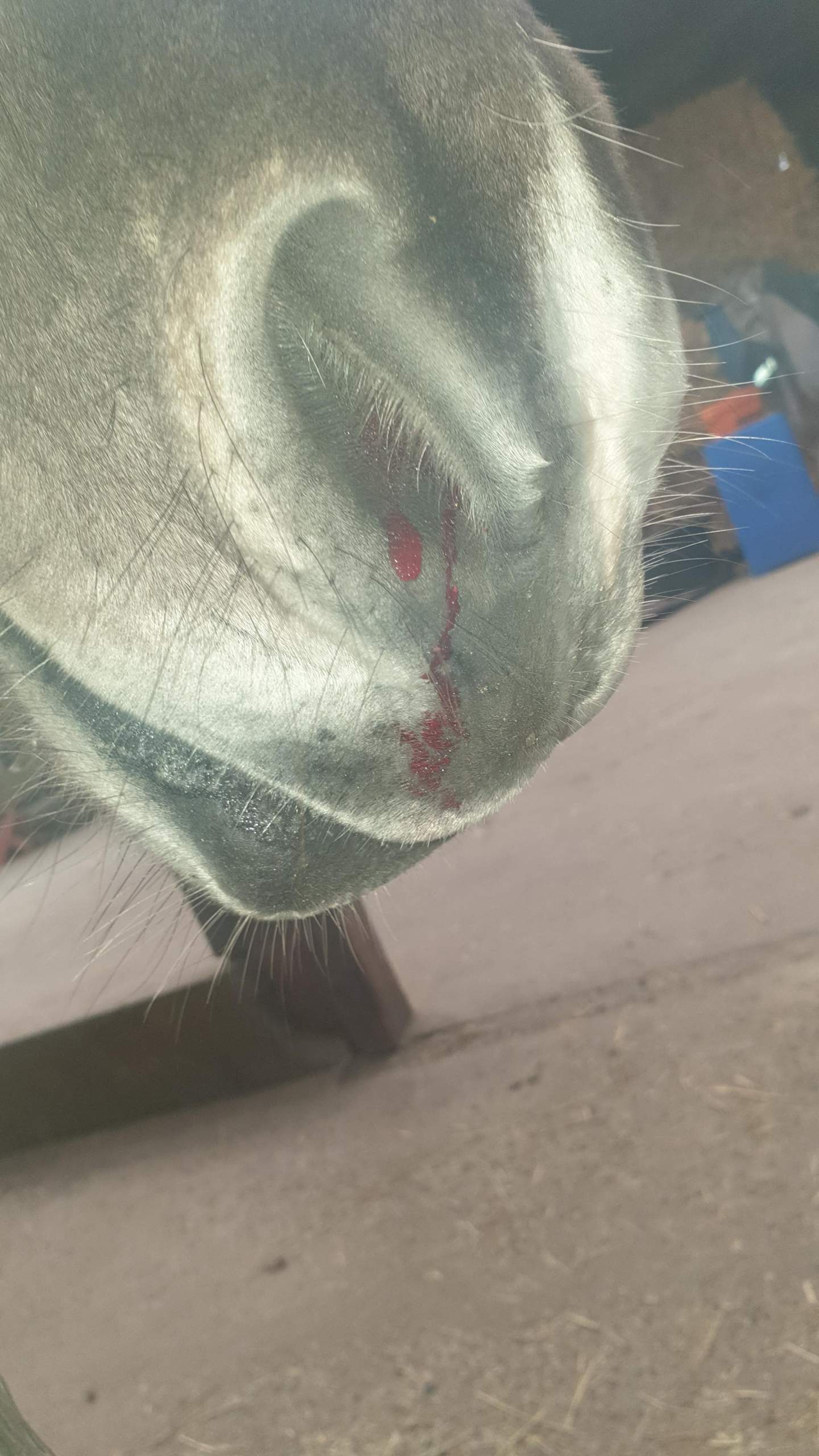 Mein Pferd hatt nasen bluten? (Reiten, Tierarzt, Pony)