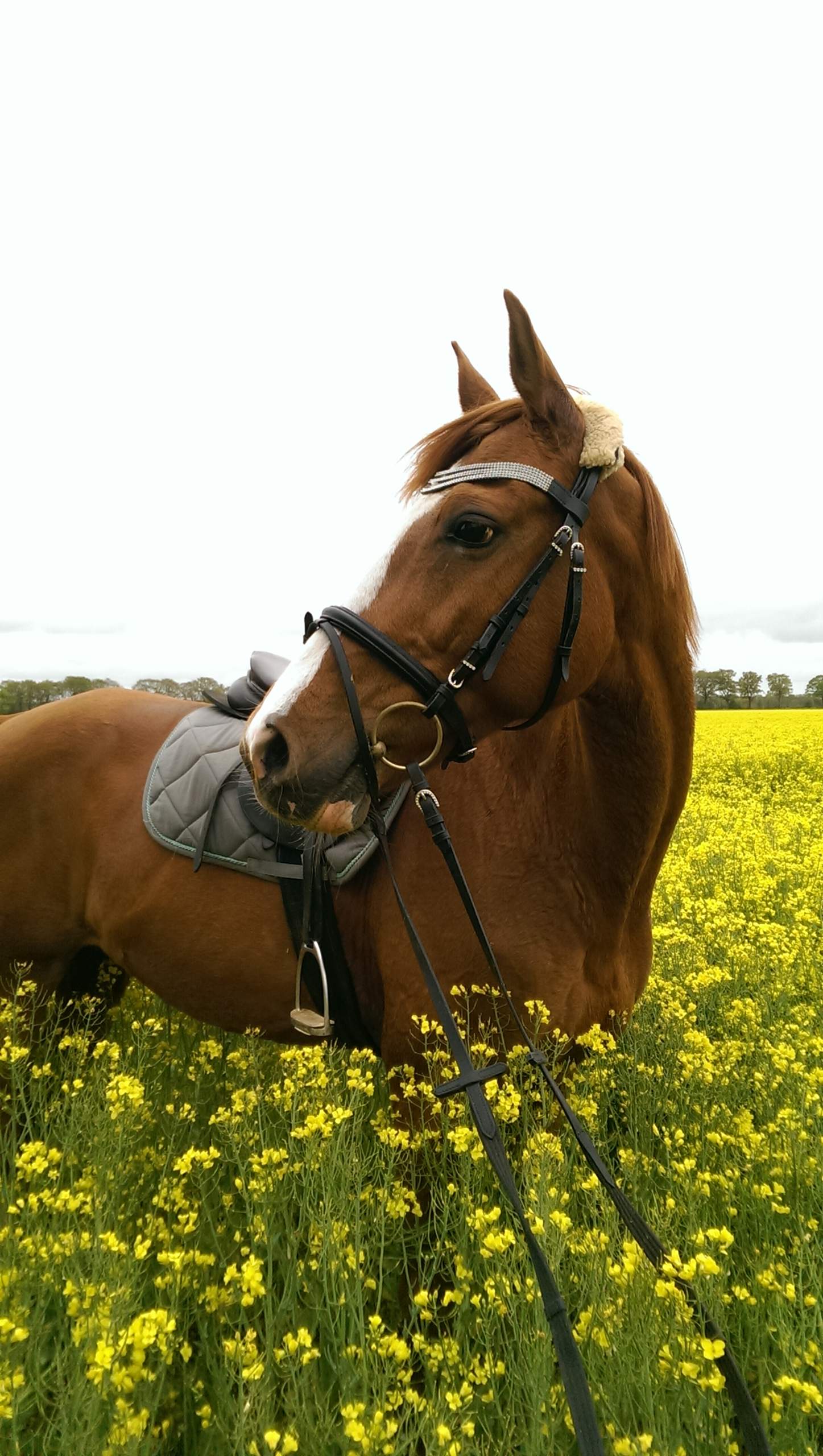 Pferd Steigt Im Gelände - information online