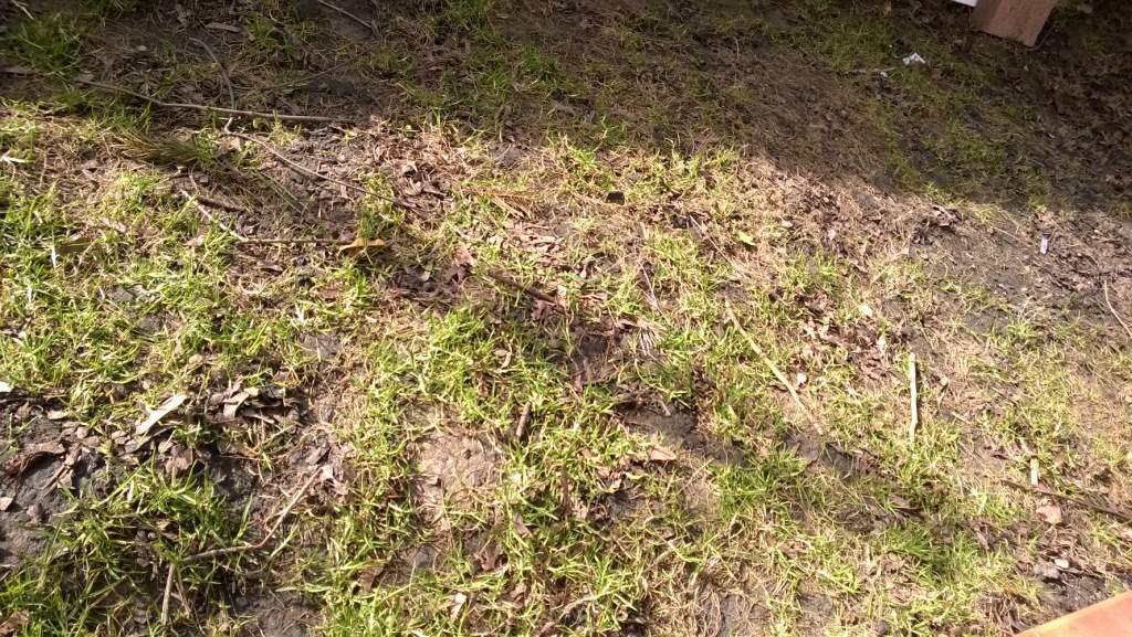 Mein Rasen ist tod - wie belebe ich den wieder? - Rasenpflege (Garten