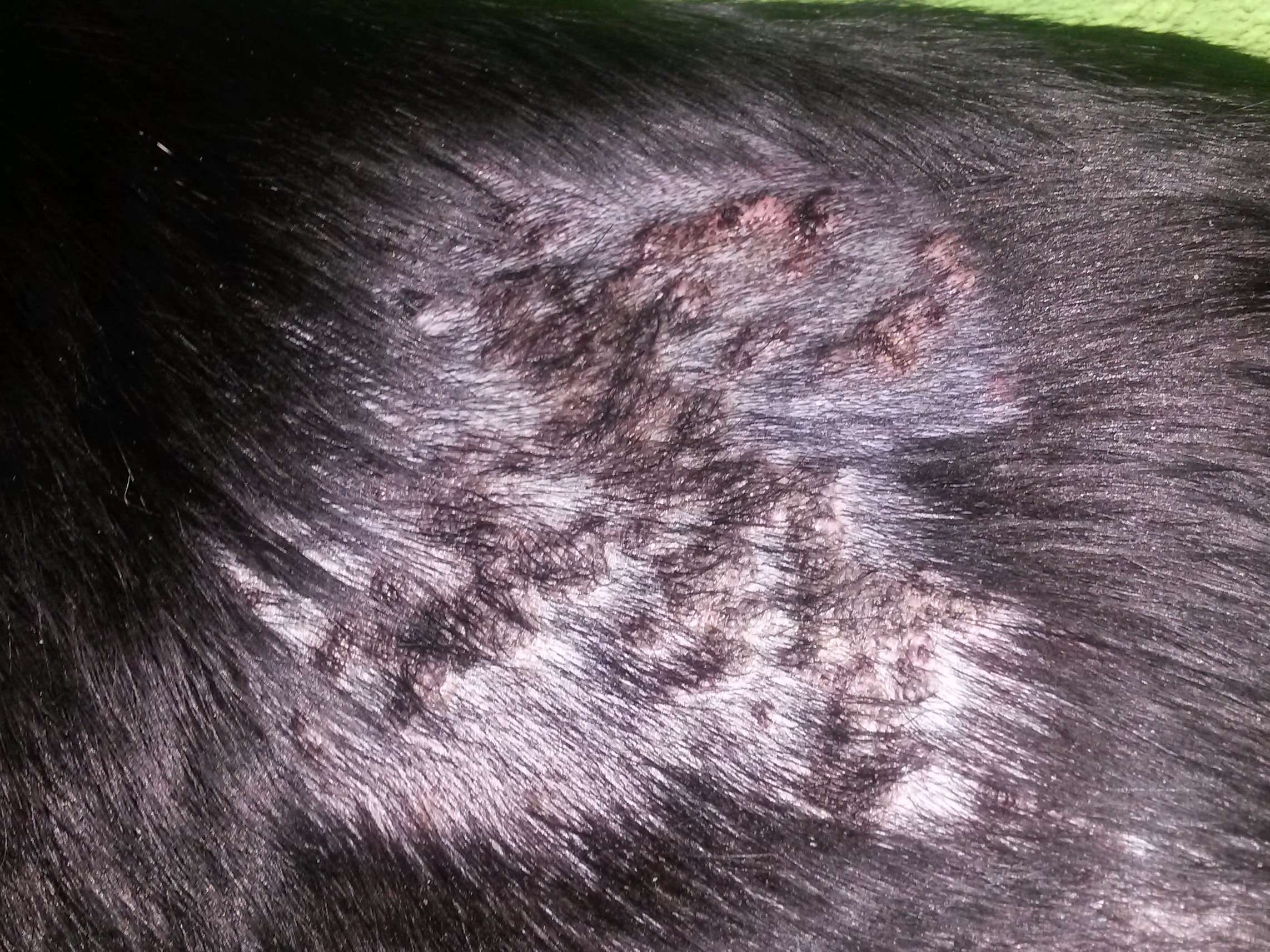 Mein Schäferhund hat Hautausschlag. Woher könnte das kommen und was