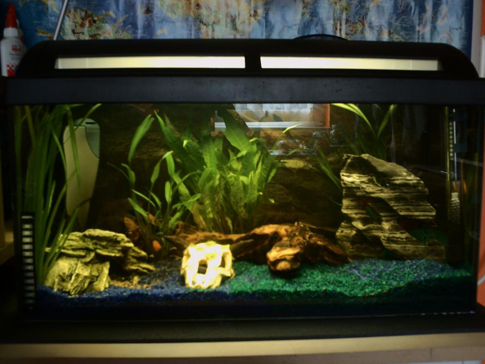 Mein Sohn Hat Ein 54 Liter Aquarium Siehe Bild Frage Zum Besatz Aquaristik