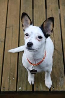 Mein Weisser Hund Hat Rander Unter Den Augen Wie Geht Das Wieder Weg Hundepflege Mein Weisser Hund Hat Rander Unter Den Augen Wie Geht Das Wieder Weg Hundepflege