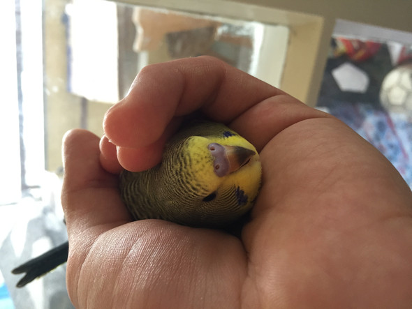 Hier - (Vögel, Wellensittich)