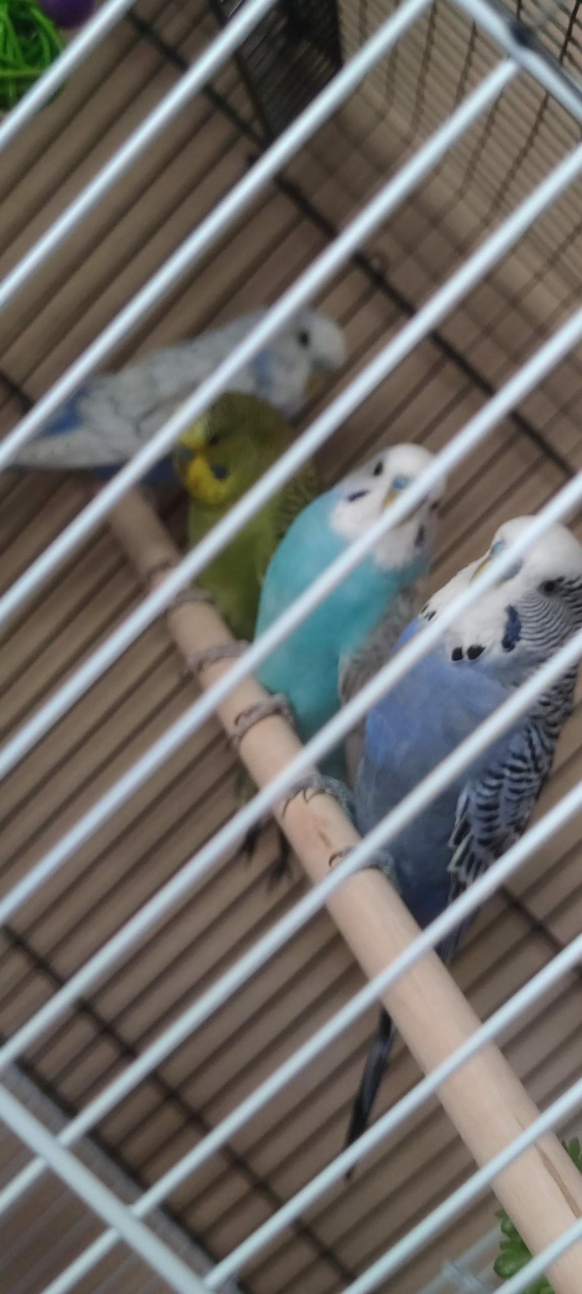 Mein welli lässt den Kopf hängen? (Tiere, verliebt, krank) Mein welli lässt den Kopf hängen? (Tiere, verliebt, krank)