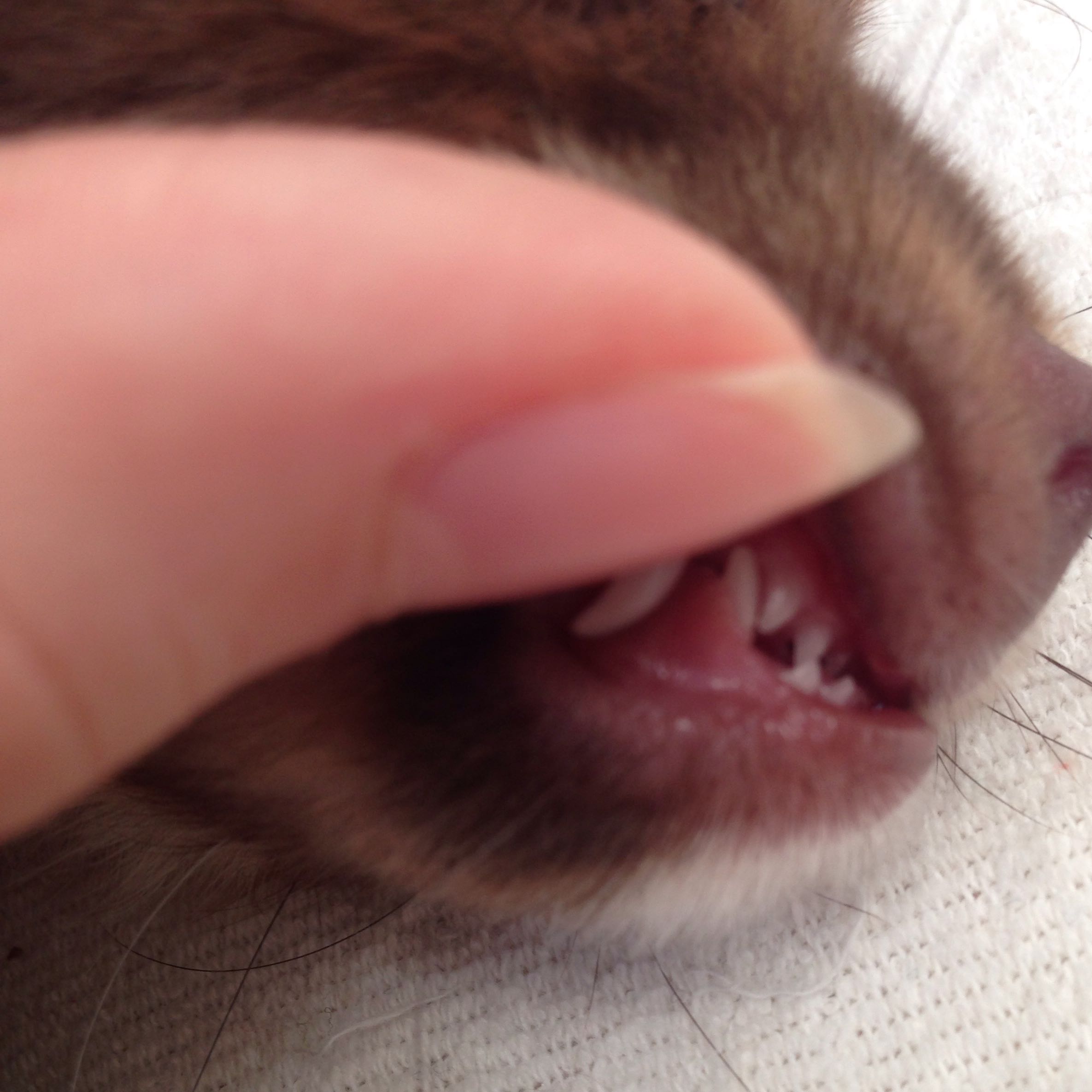 mein welpe hat leichten vorbiss hund welpen