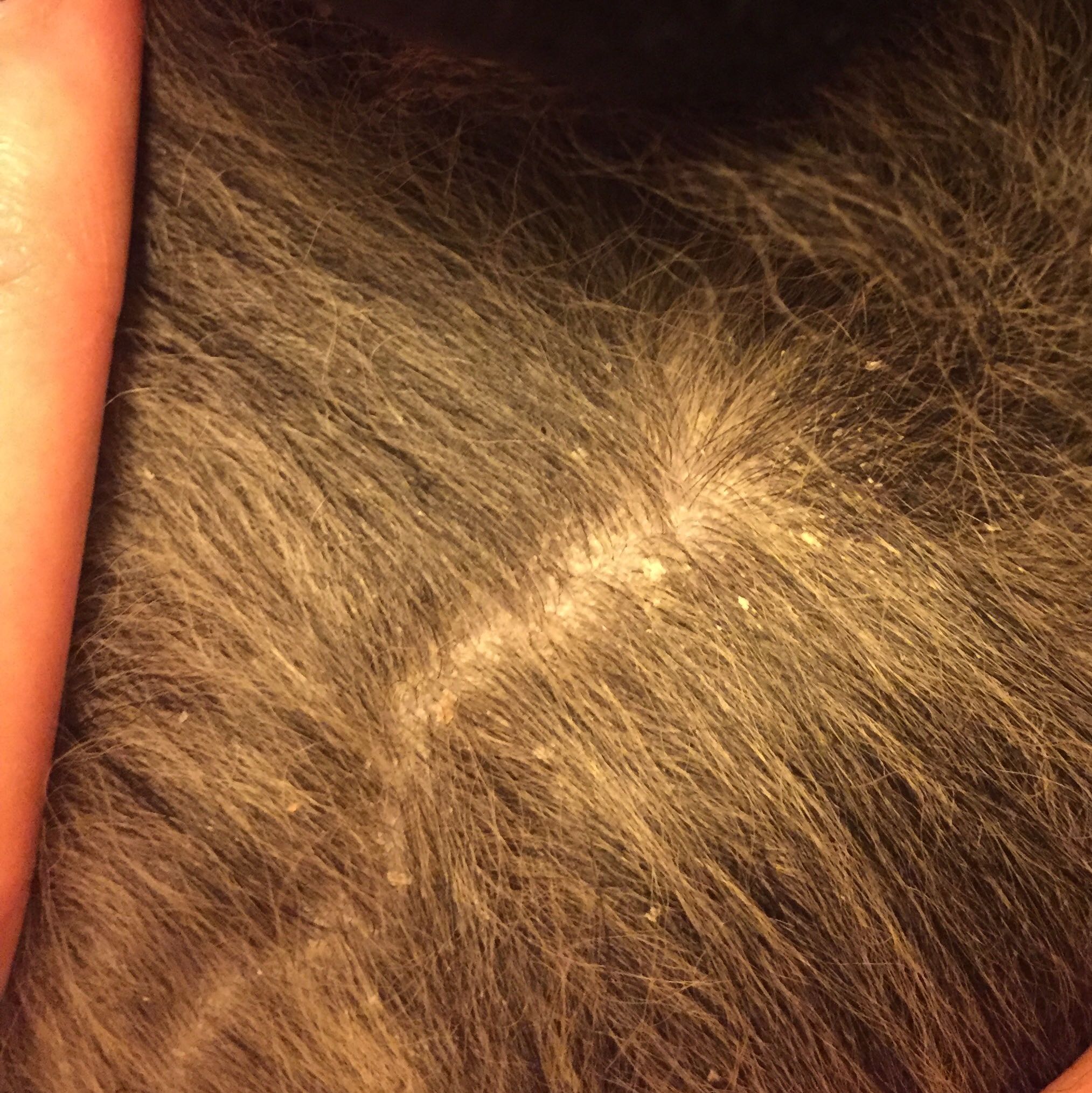 Mein Welpe hat Parasiten eventuell Milben was tun? (Hund, Pflege, Tierarzt)