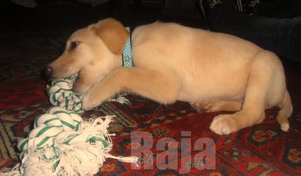 Mein Welpe Rastet Richtig Aus Wie Ander Ich Das Hund Spielen Welpen