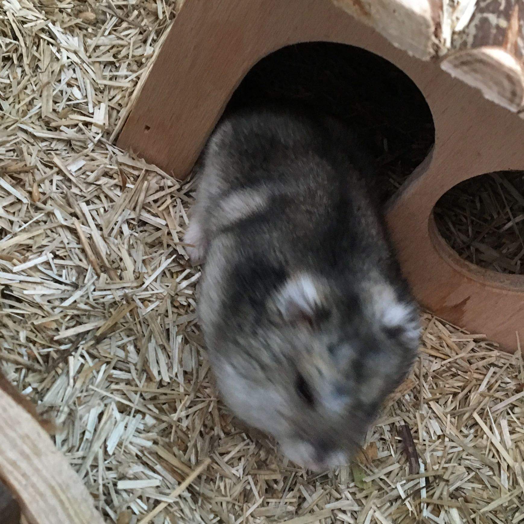 Mein Zwerghamster ist total Fett am Oberkörper, wisst ihr was das ist ... - 0 Full Mein Zwerghamster ist total Fett am Oberkörper, wisst ihr was das ist ... - 0 Full