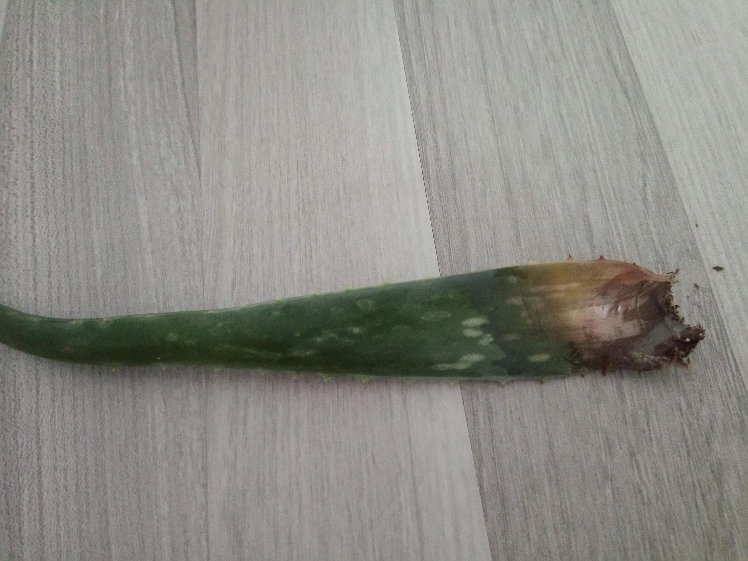 Meine Aloe Vera Pflanze fllt von Blatt zu Blatt ab? (Pflanzen)