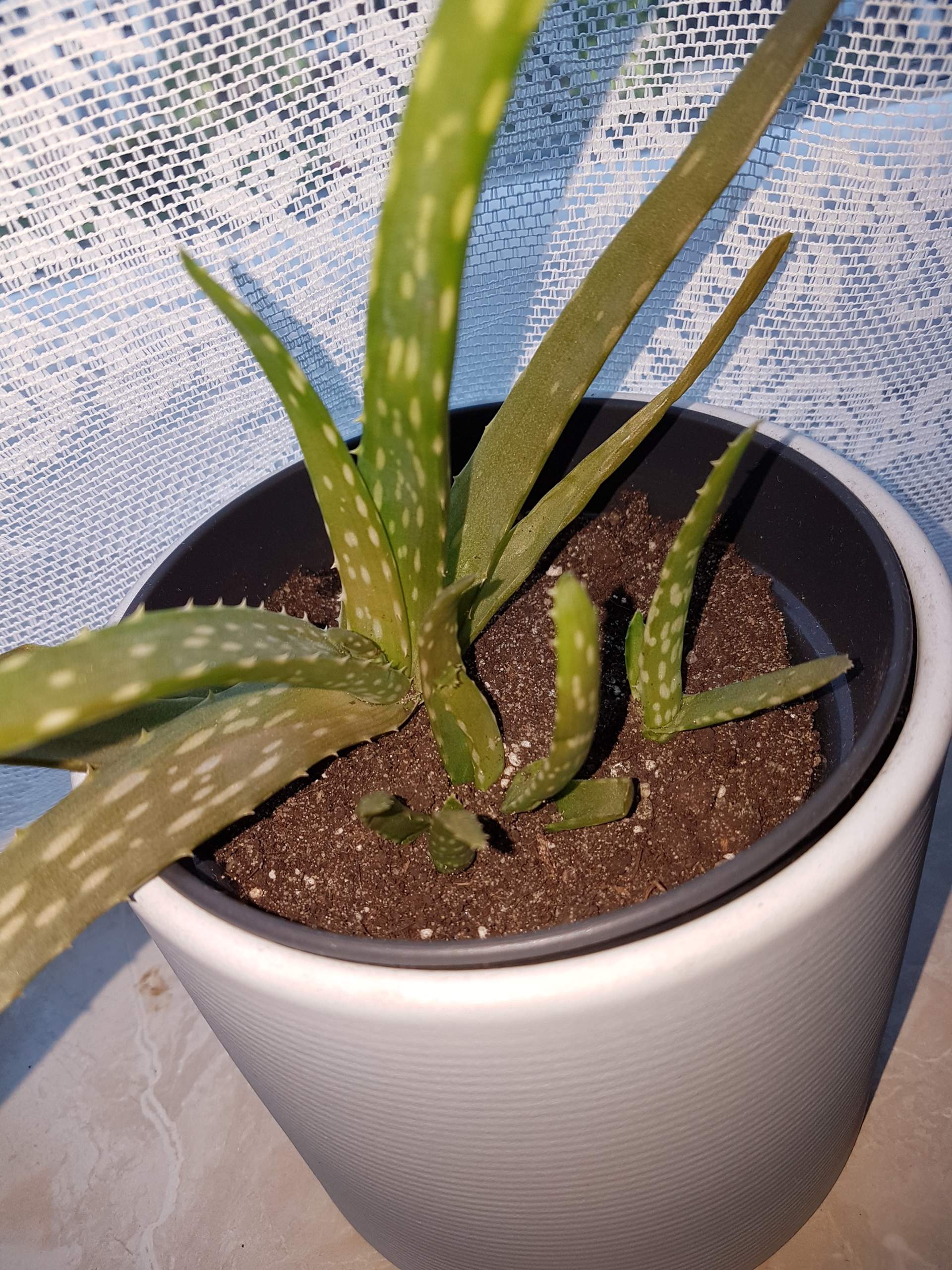 Meine Aloe Vera Pflanzen werden braun? (aloe vera pflanze)