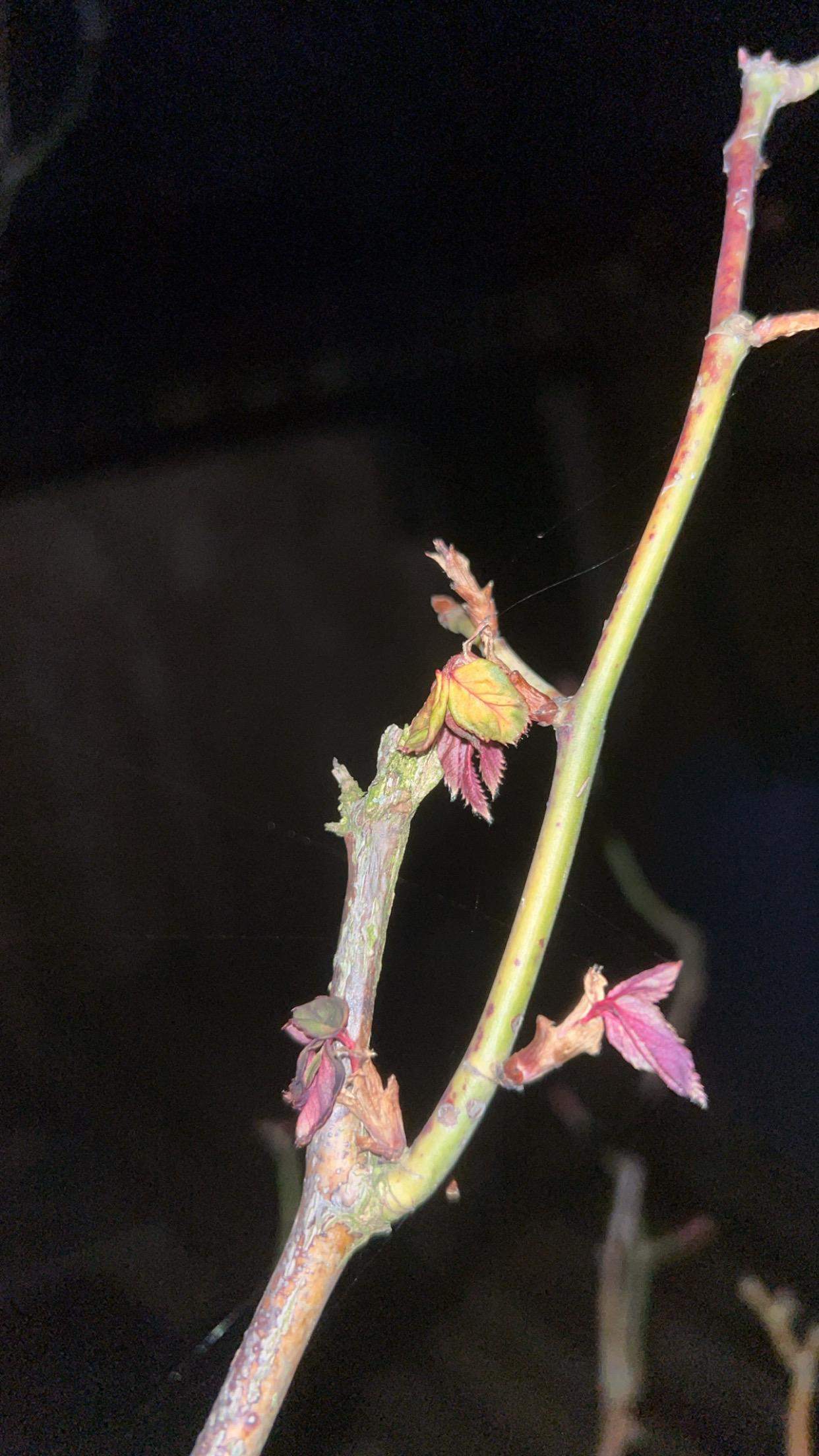 Meine alte Rose, die ich um gepflanzt habe vor 4 wochen treiben die ...