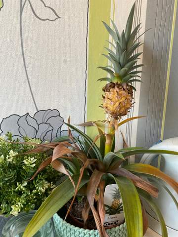 Meine Ananas-Pflanze stirbt?