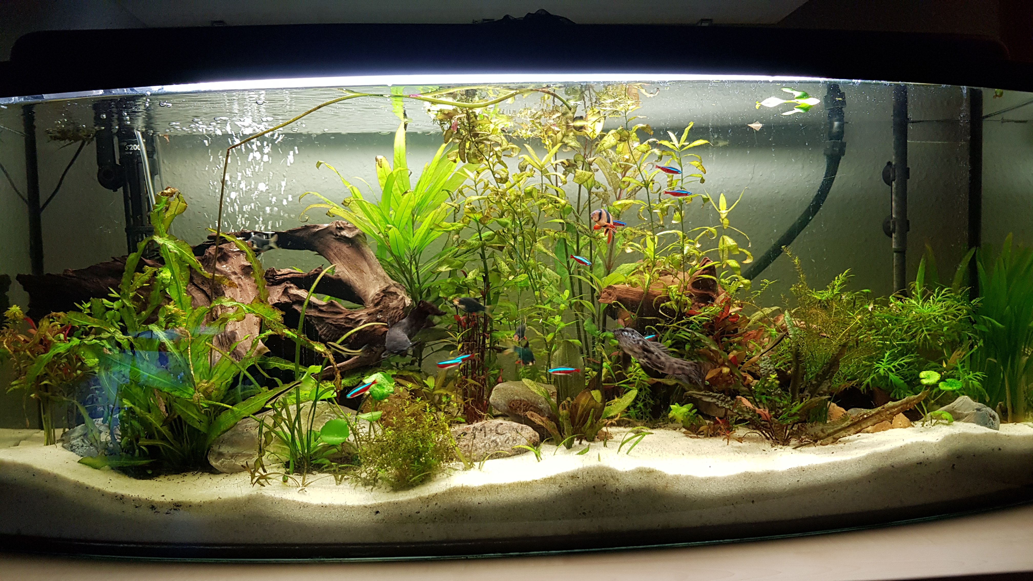 meine Aquarium pflanzen werden braun? (Wasser, Fische)